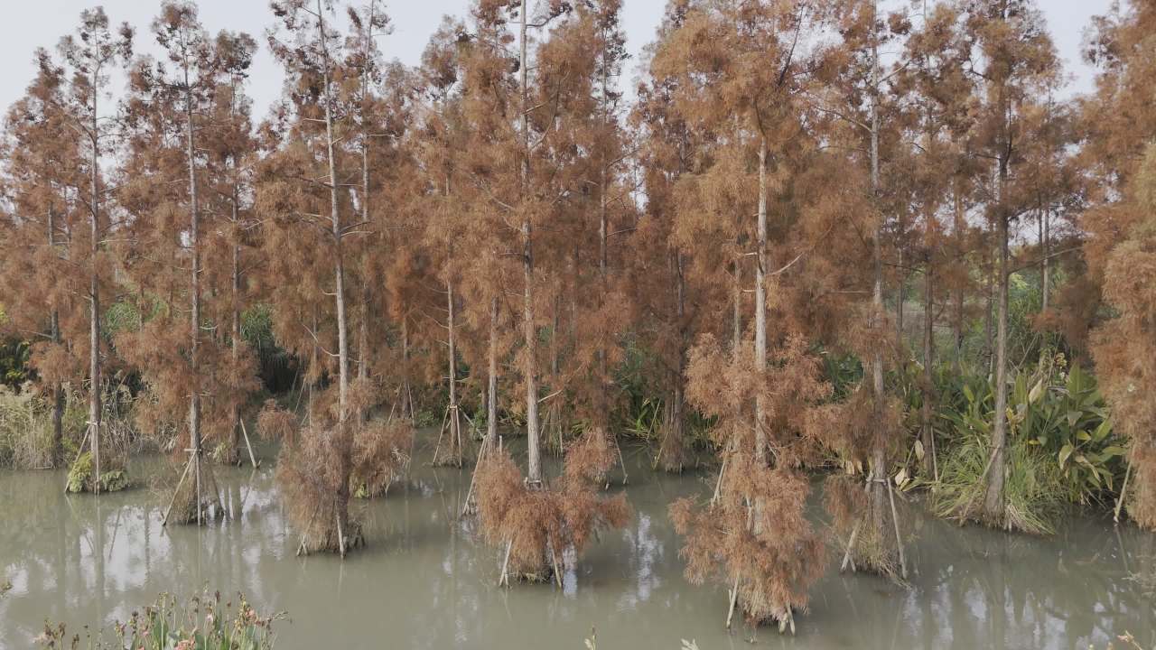 冬日的湿地 31