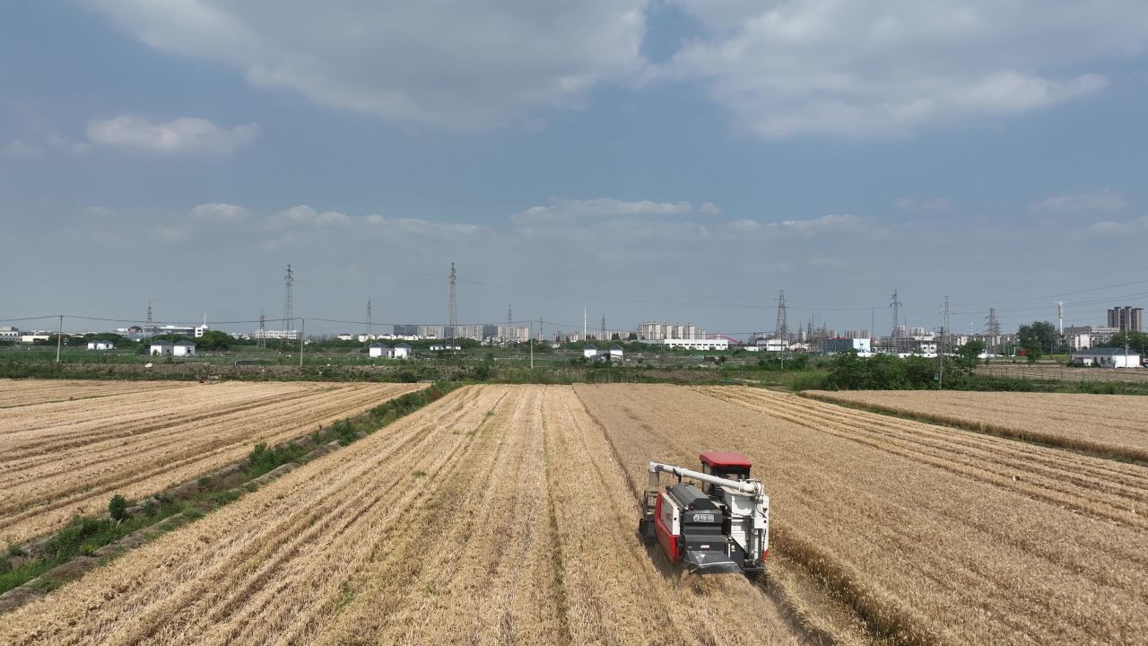4K农村夏收小麦