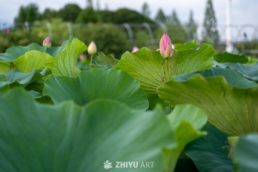 荷花 19