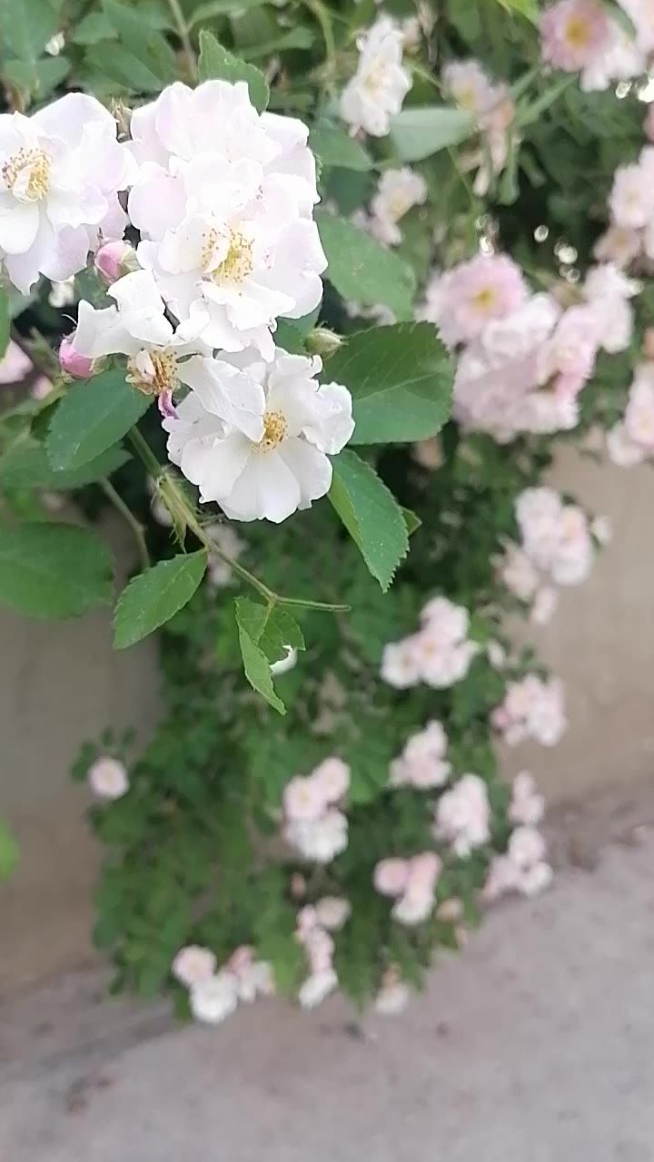 风吹蔷薇春已逝