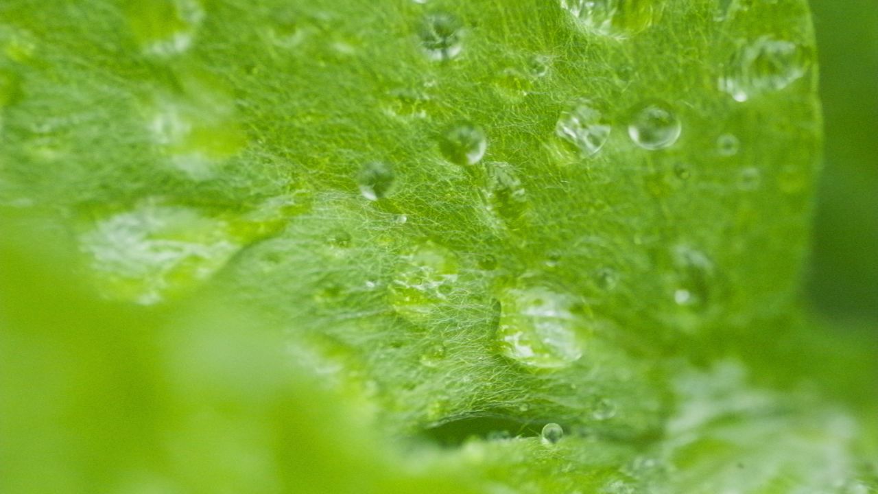 雨水滴在树叶上4K实拍