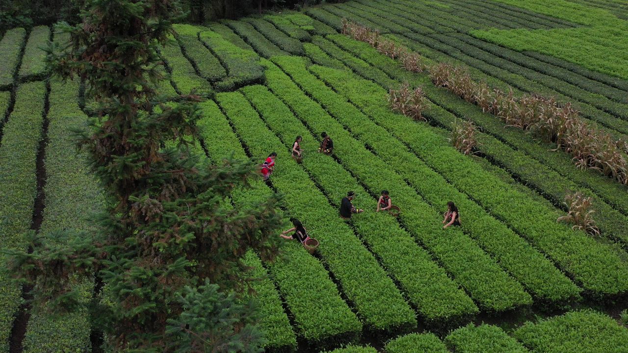 茶 27