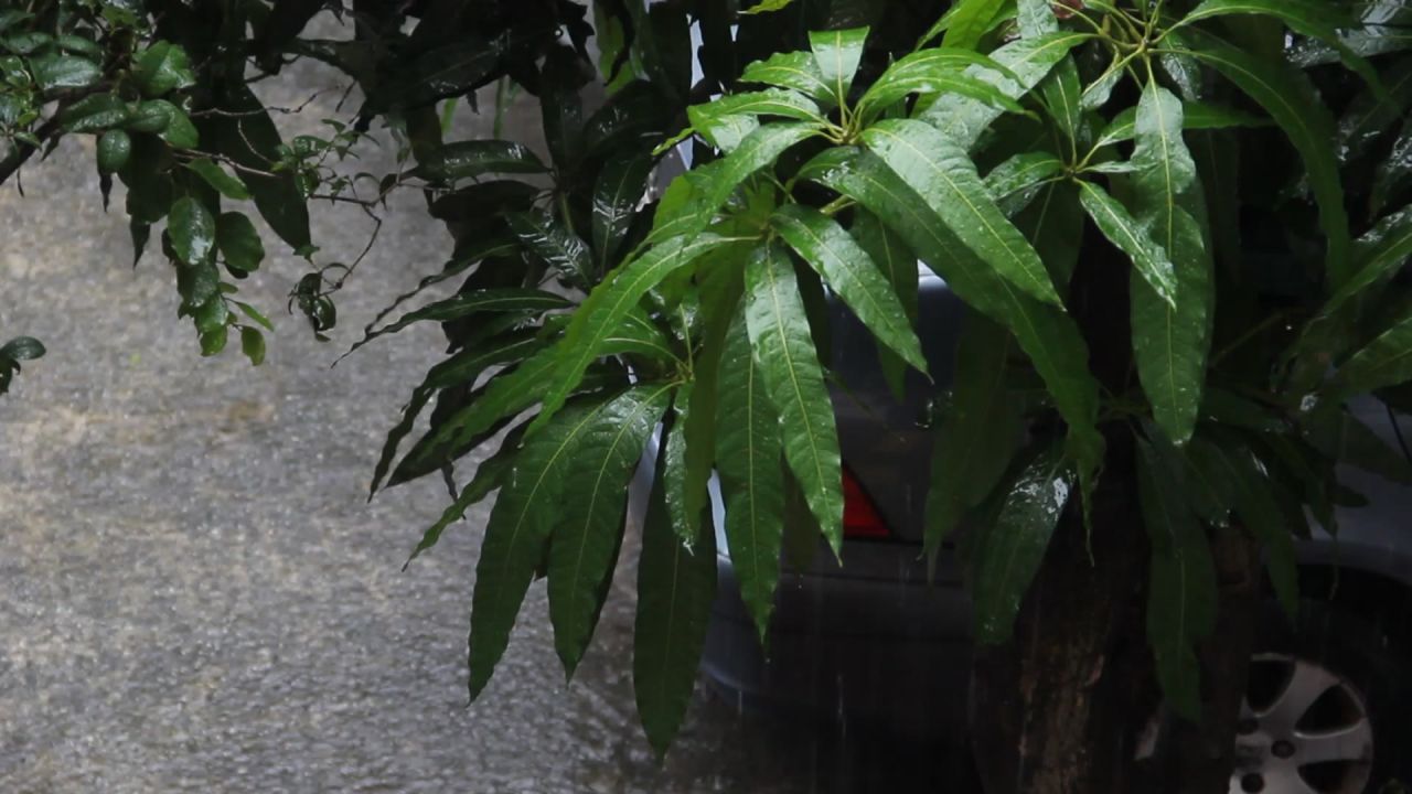 大雨中的芒果树2