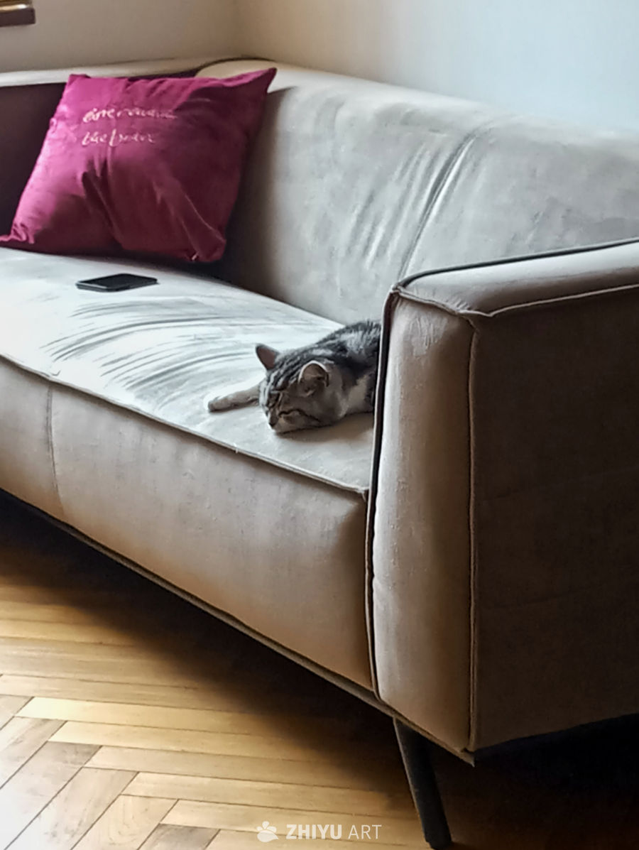 猫咪在沙发上小憩