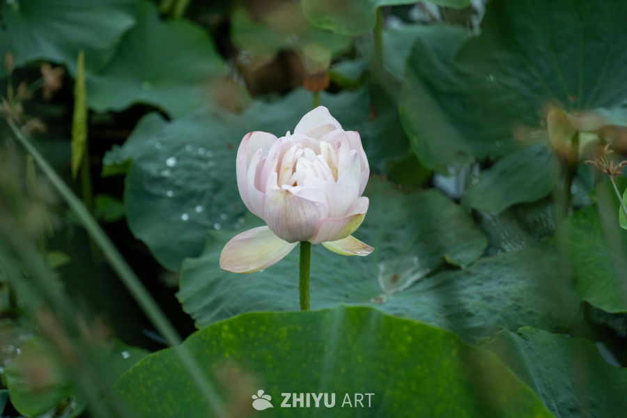 荷花 24