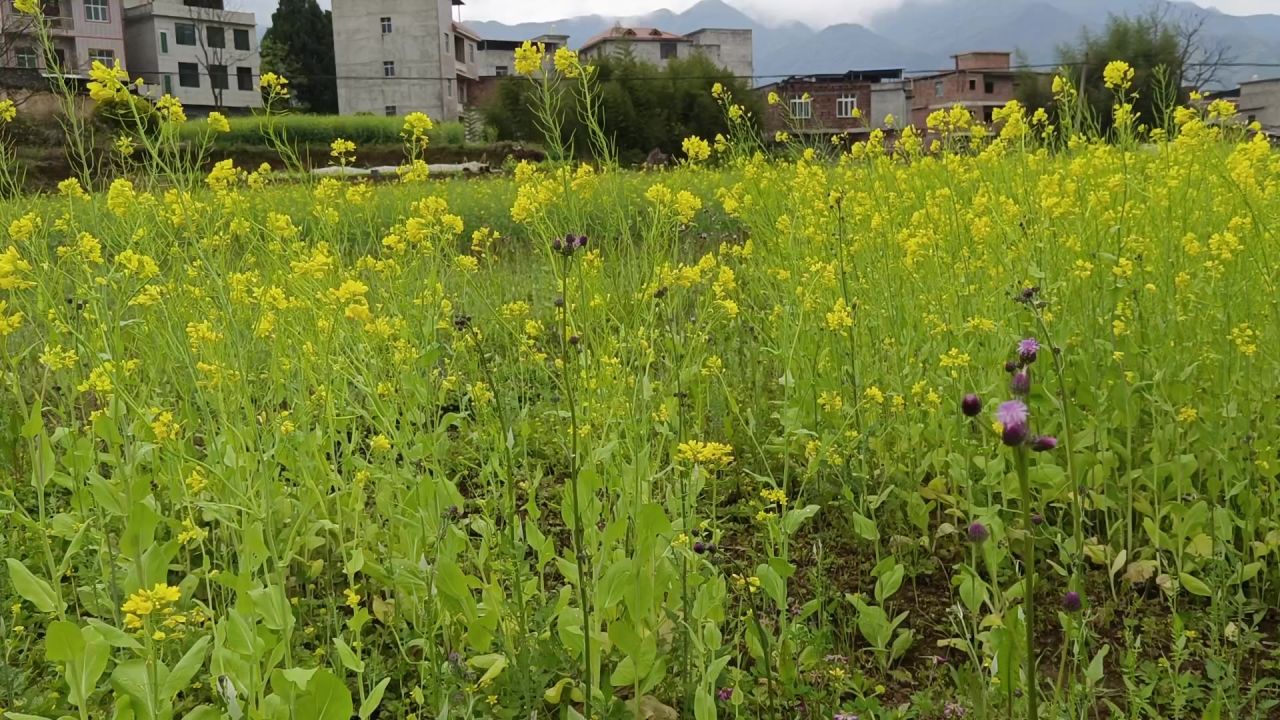 春天油菜花