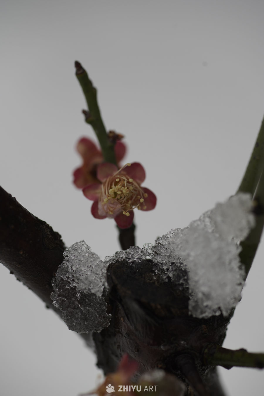 冬梅傲雪