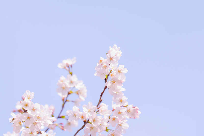 樱花 3
