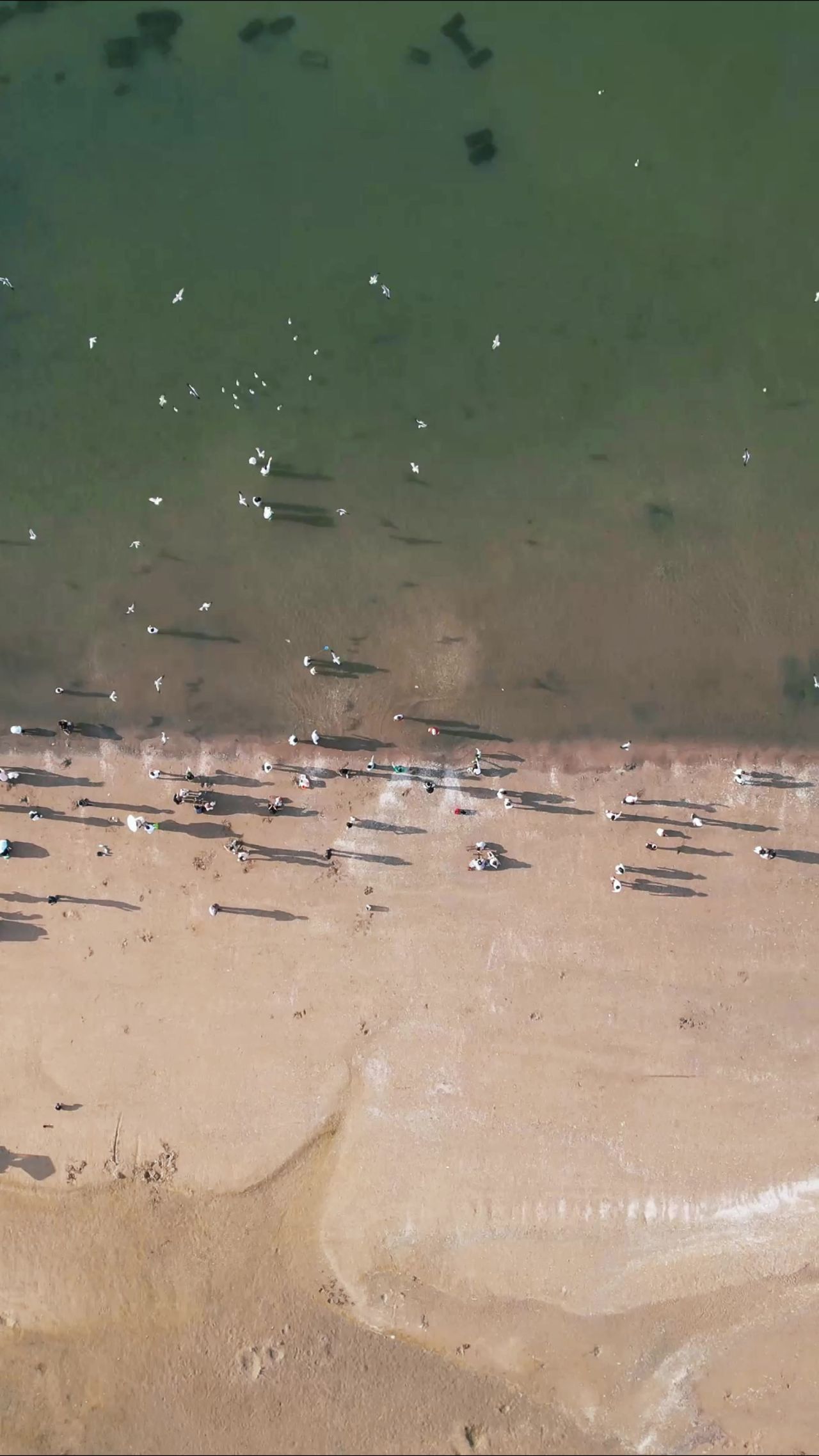俯拍大海海浪沙滩海鸥竖屏  