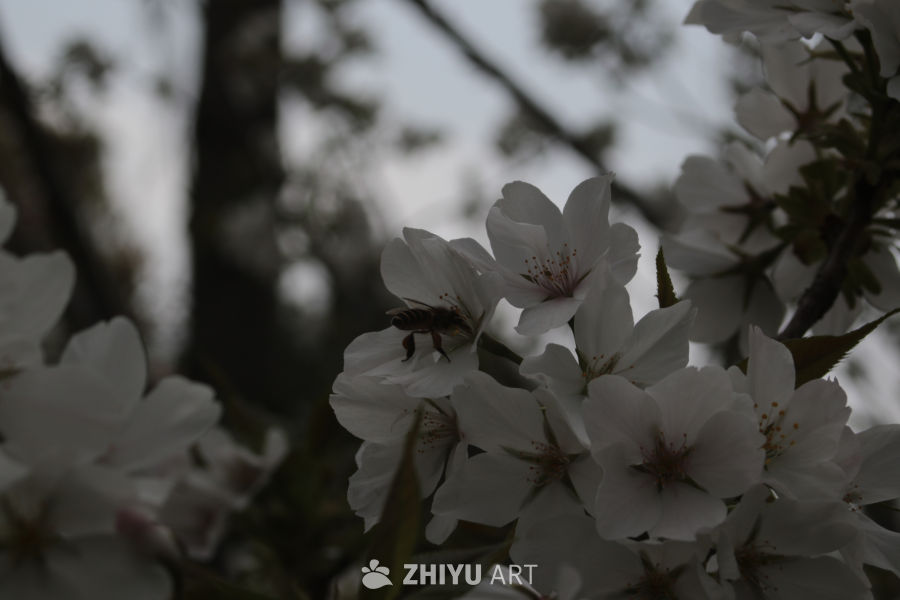 春日花语：樱花与蜜蜂的邂逅