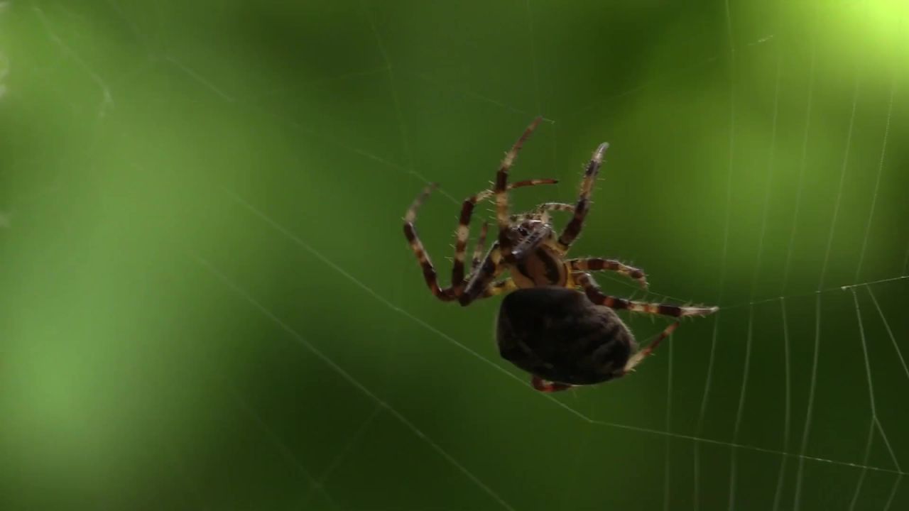 圆蛛蜘蛛蜘蛛网