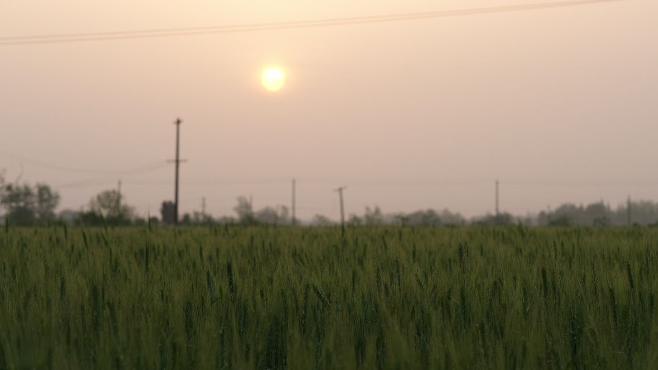 春末夏初农村田野小麦成熟 31