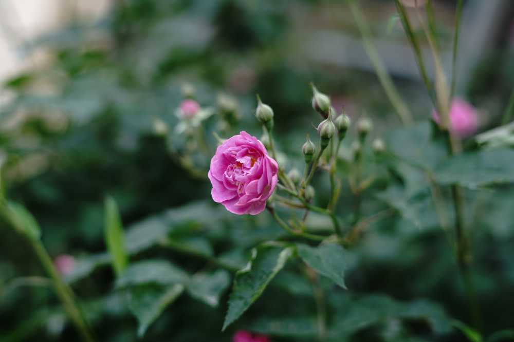 粉色的花