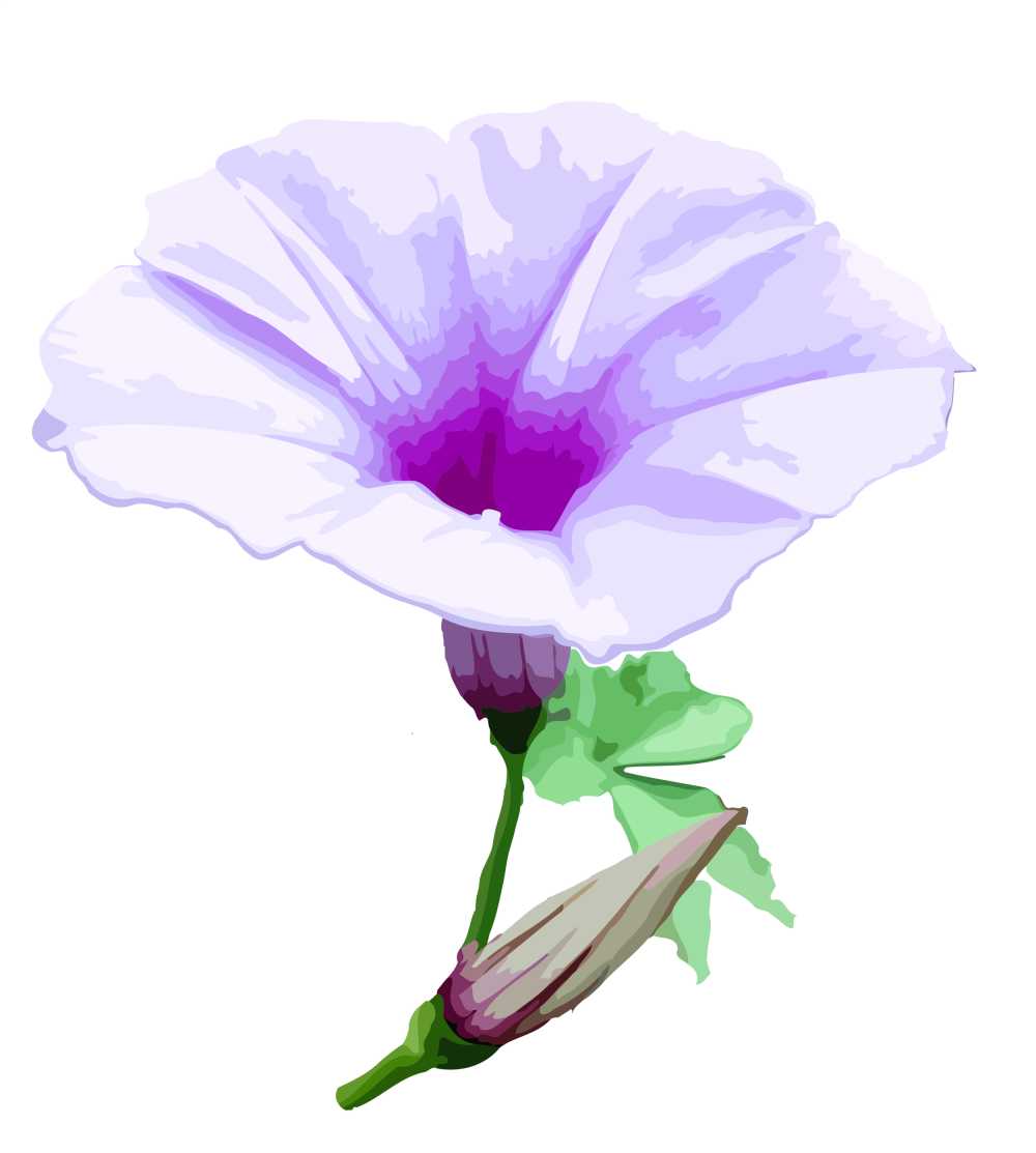 【矢量图】牵牛花（有叶）