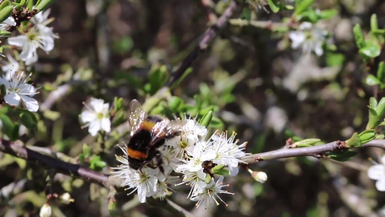 大黄蜂蜜蜂鲜花飞行