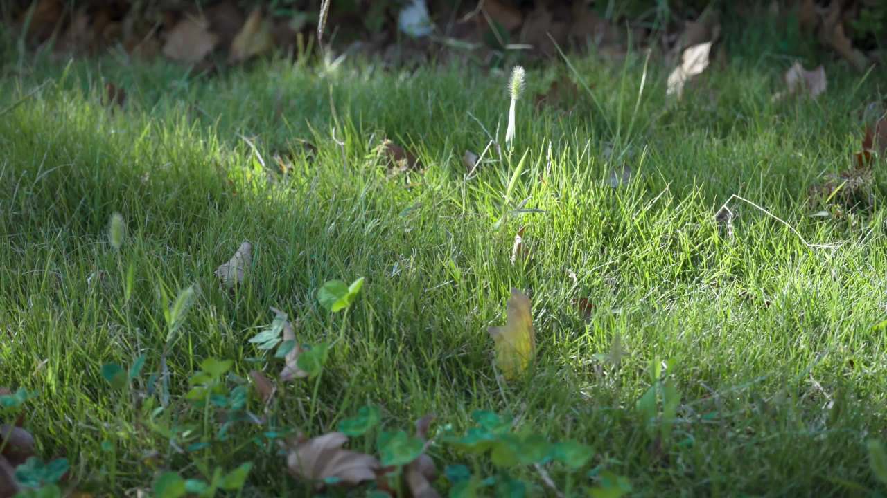 秋天的草地