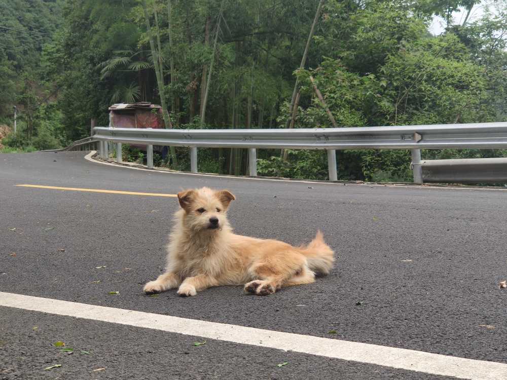 马路上的自家狗狗