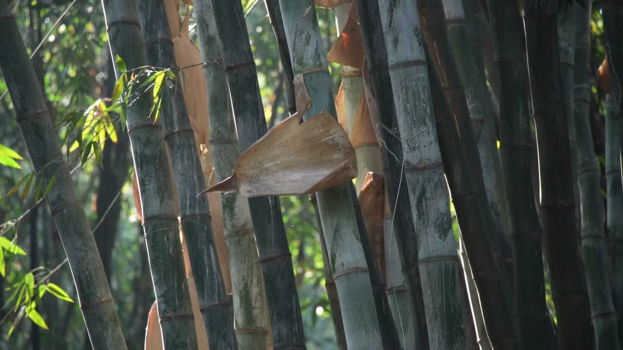 植物界的奇观竹子开花 7