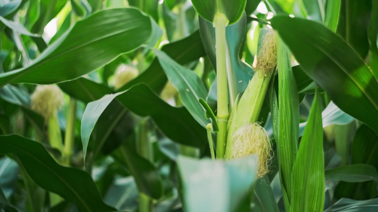 立秋时节授粉期的玉米升格视频 6