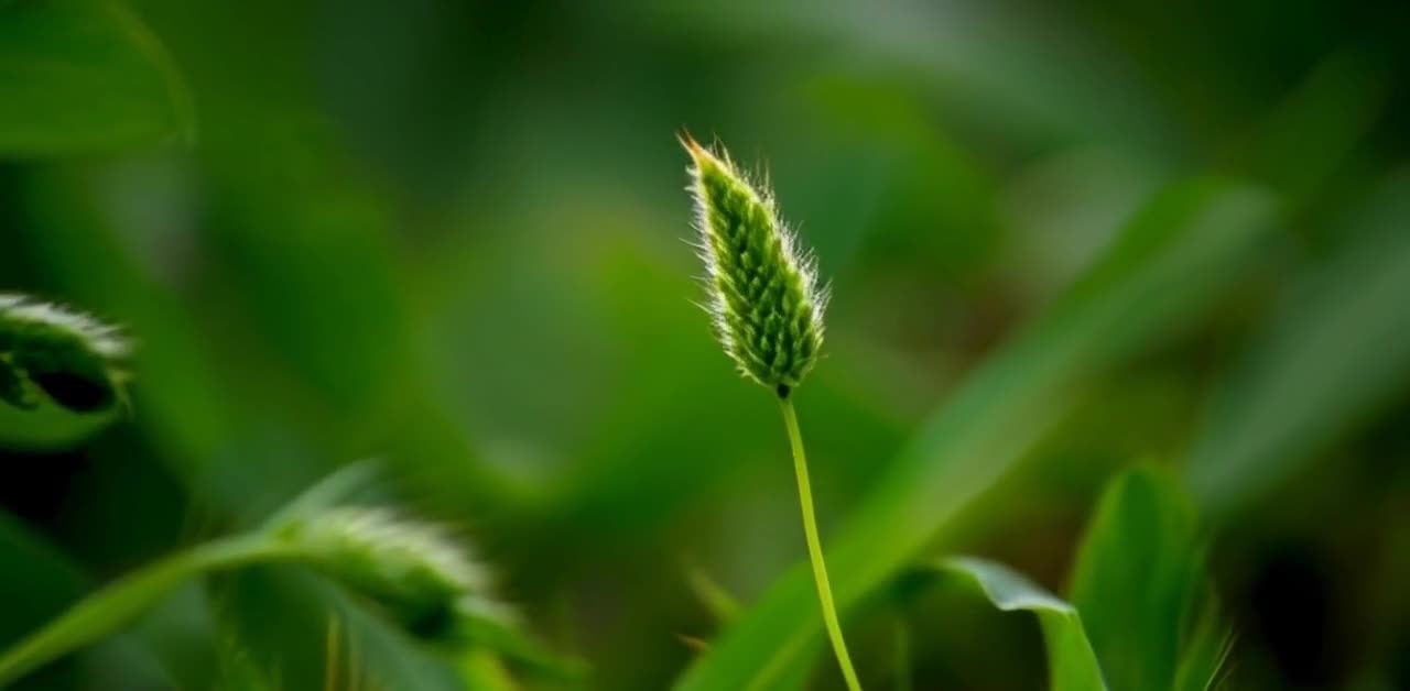 翠绿植物特写，毛茸茸的枝头，生机盎然的背景。