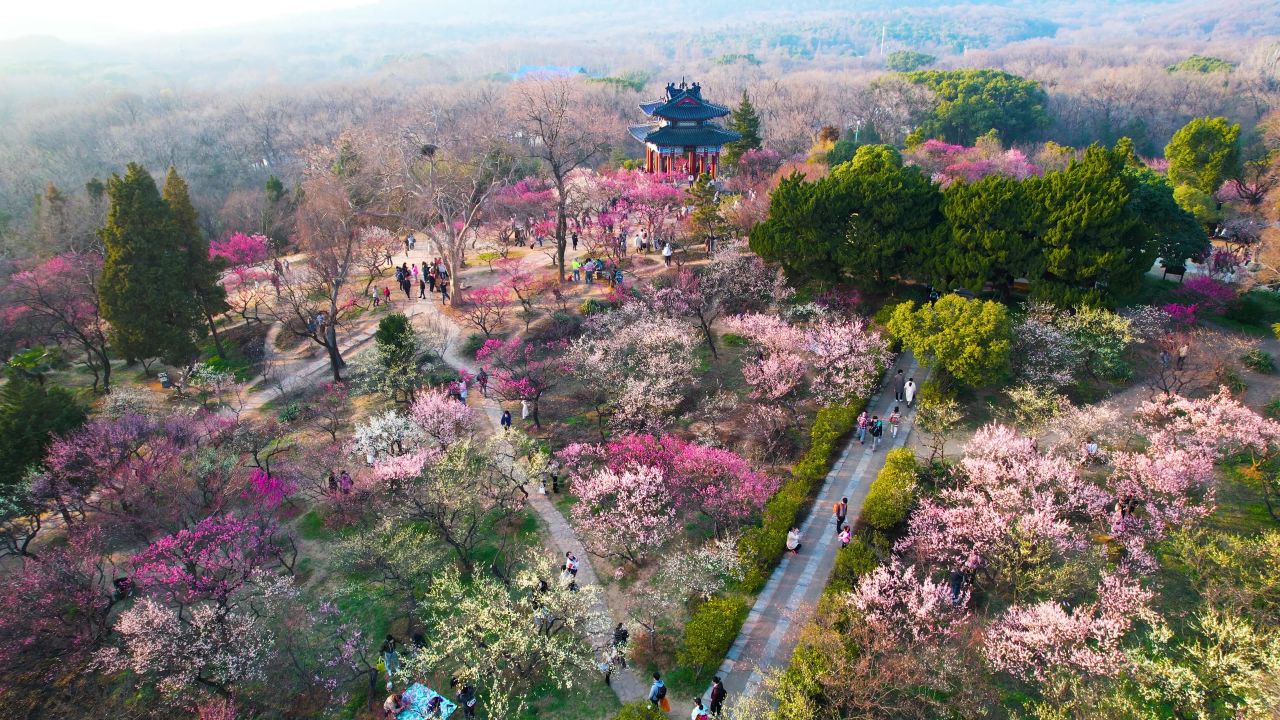 4K航拍南京梅花山梅花春游