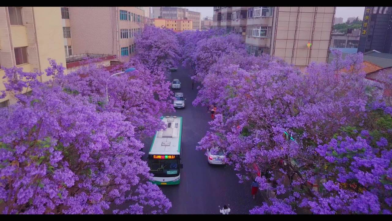 紫花盛开的城市之路