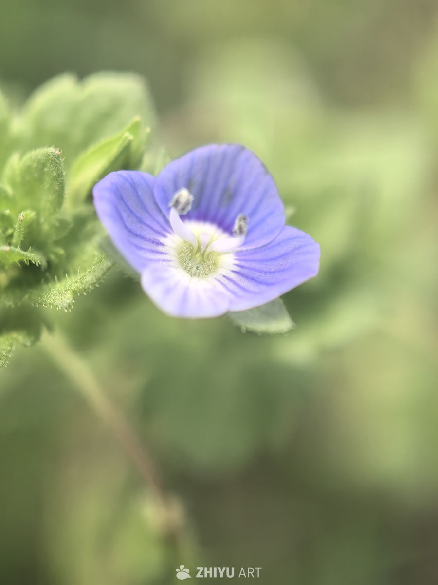 春天当然要拍花花草草