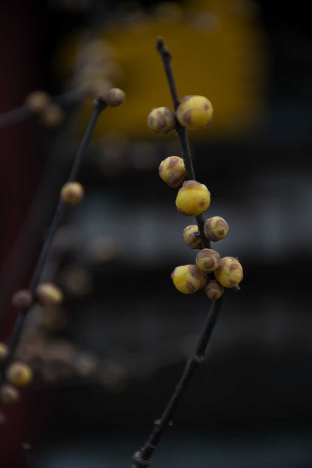 植物 67