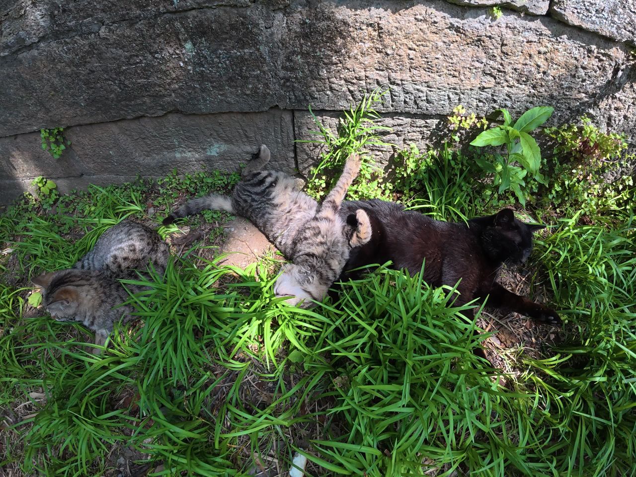 猫咪与小狗的嬉戏时光