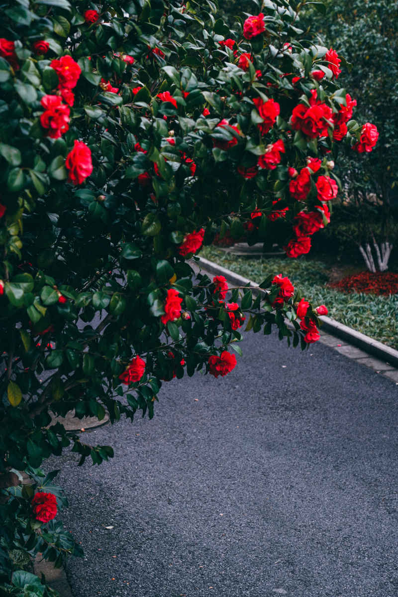 茶花 7