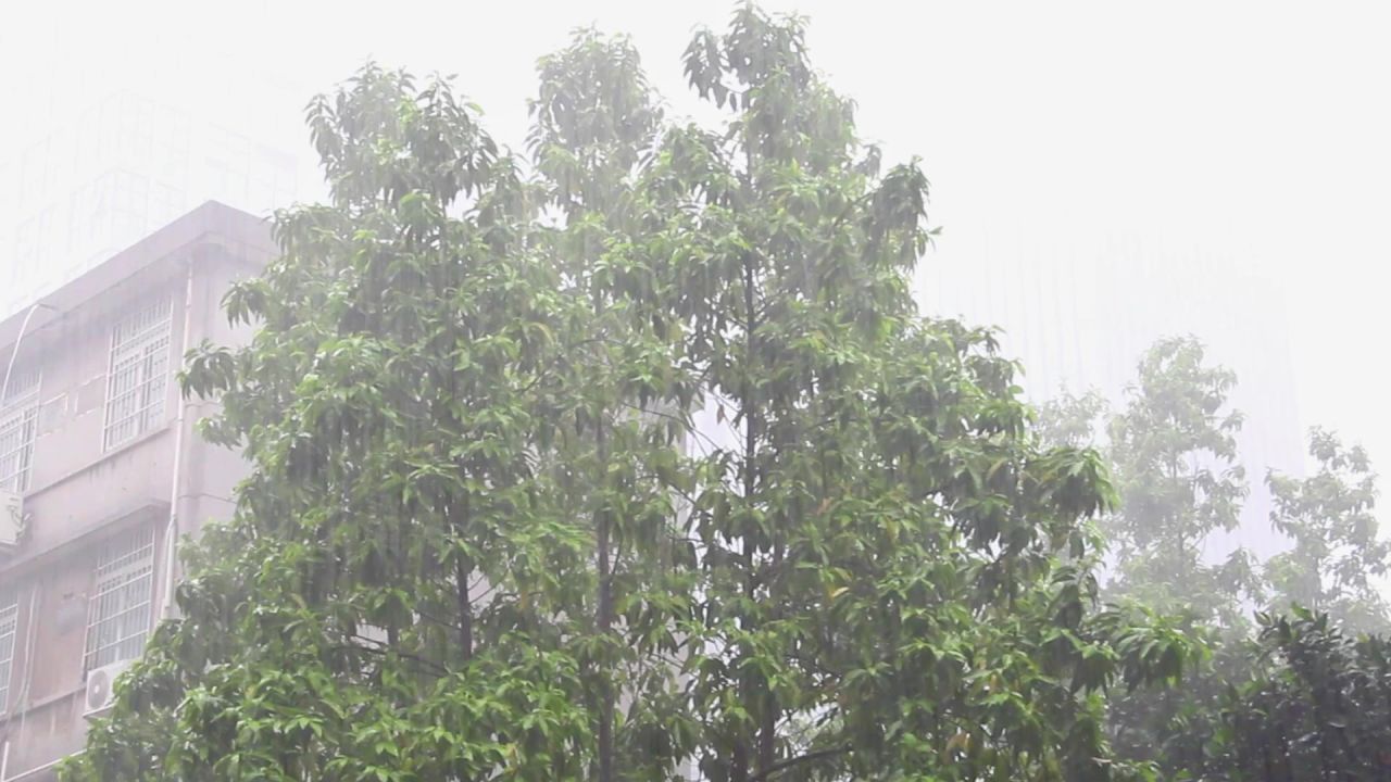 春雨三月白兰树2