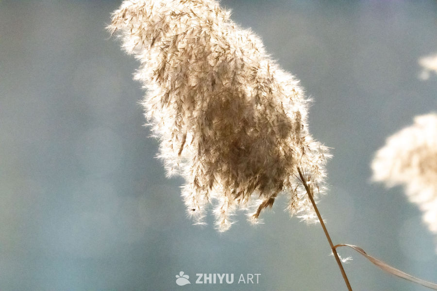 柔美芦苇随风轻舞