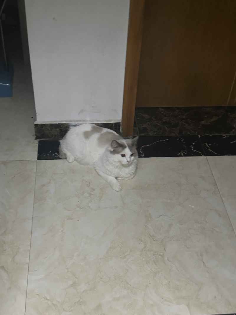 可爱的猫猫，谁能抗拒呢 8