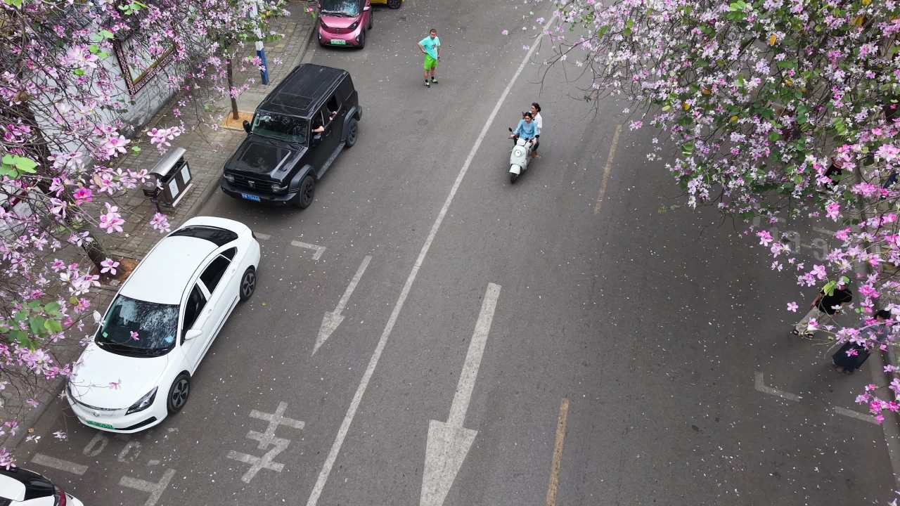 紫荆花 8