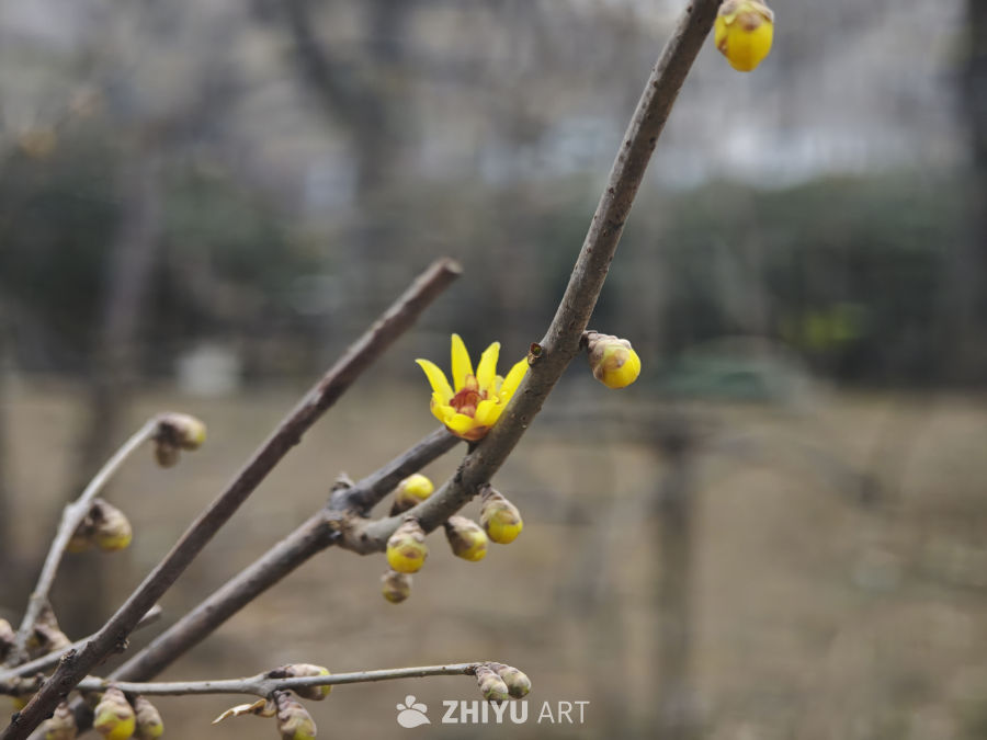 初春腊梅绽放