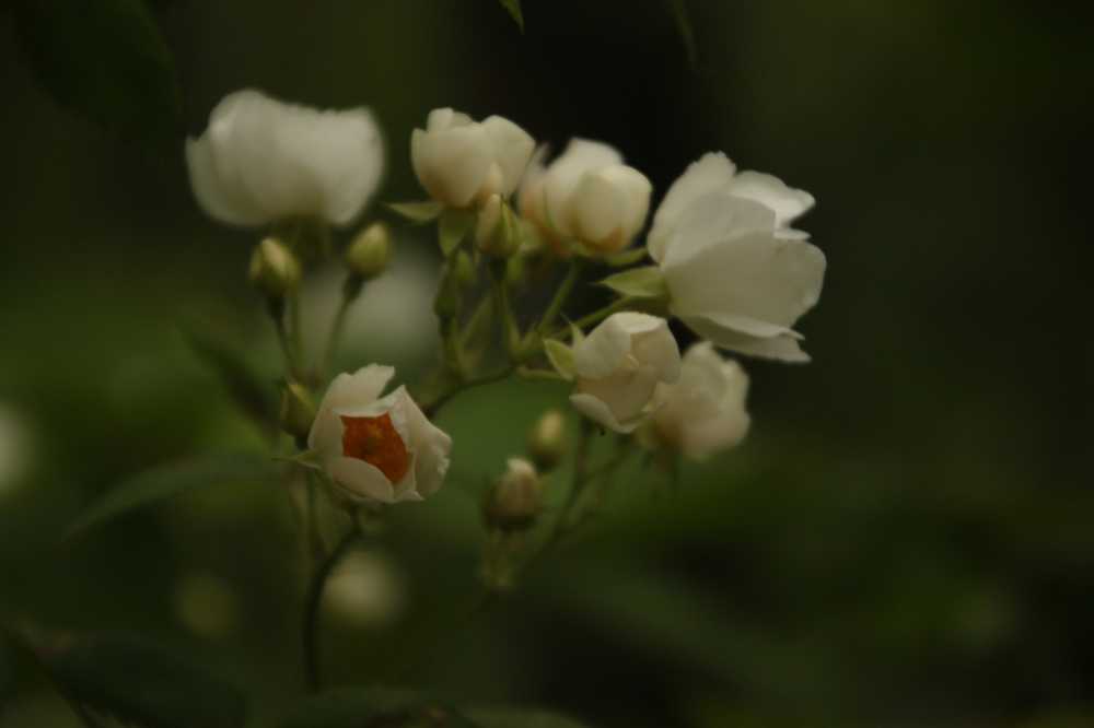 刺花