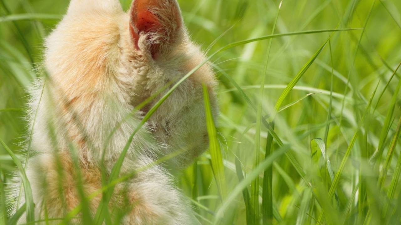 公园的小猫咪流浪猫 40