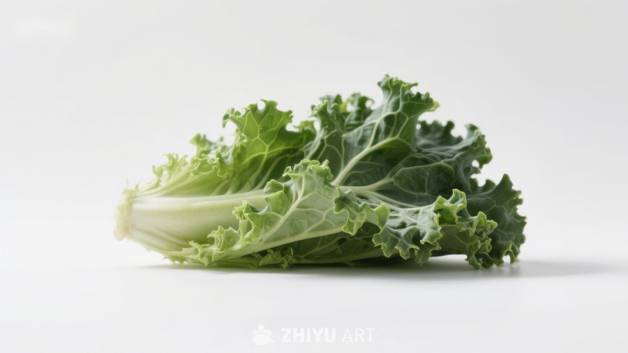 新鲜卷心菜叶特写