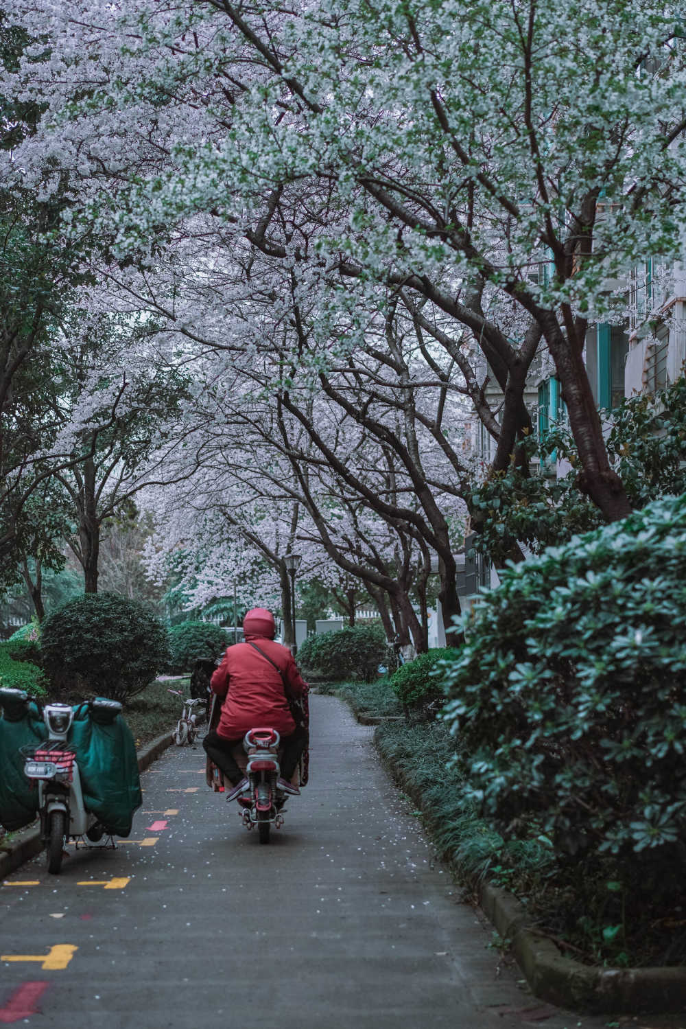 樱花季