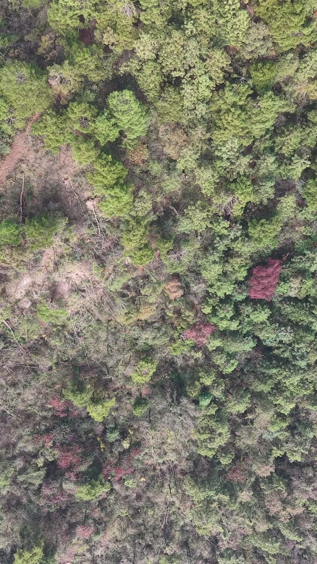 竖版航拍秋天森岭枯黄植物树枝树叶 (7)