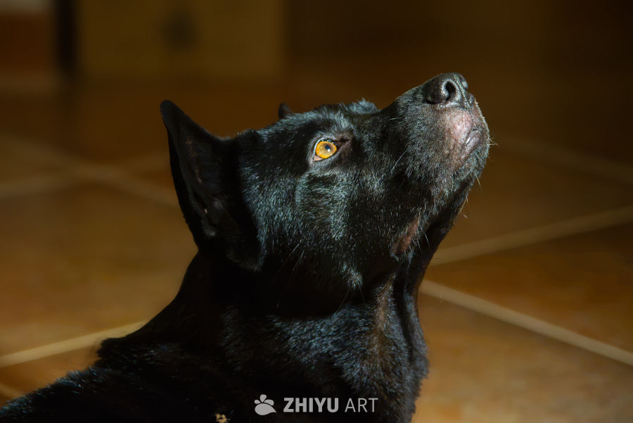 黑狗仰望：专注与期待