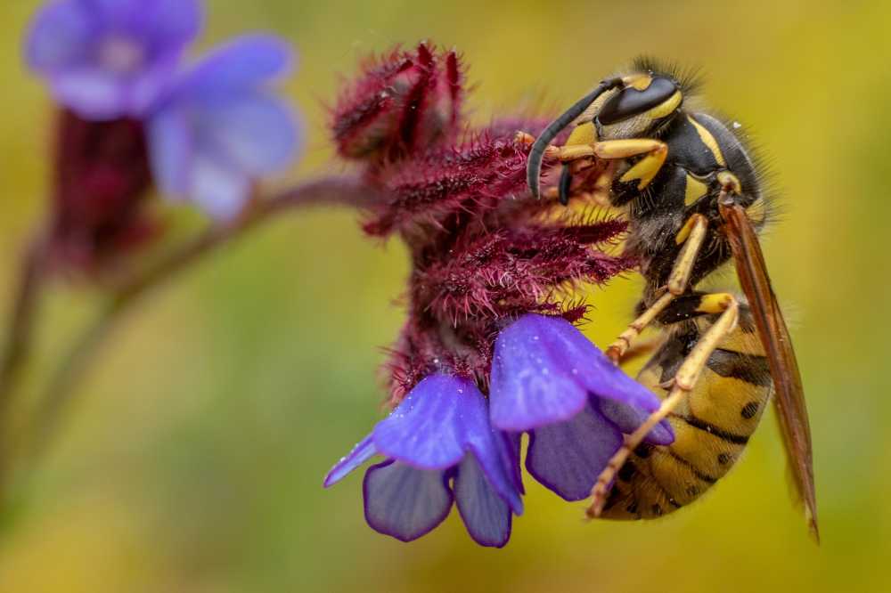 动物希腊大黄蜂美丽