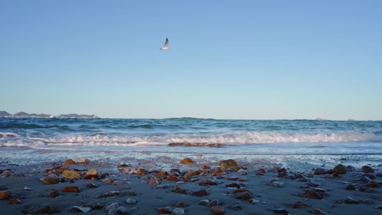海滩海浪与飞鸟