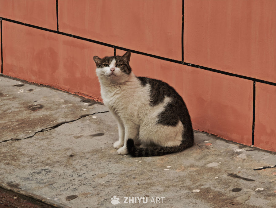 镜头里的猫猫