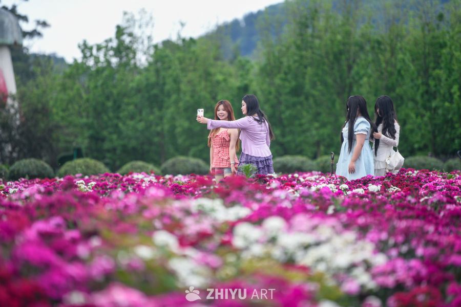 花海 6