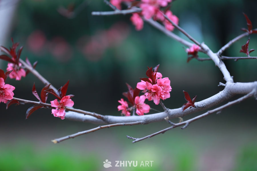 春日樱花绽放
