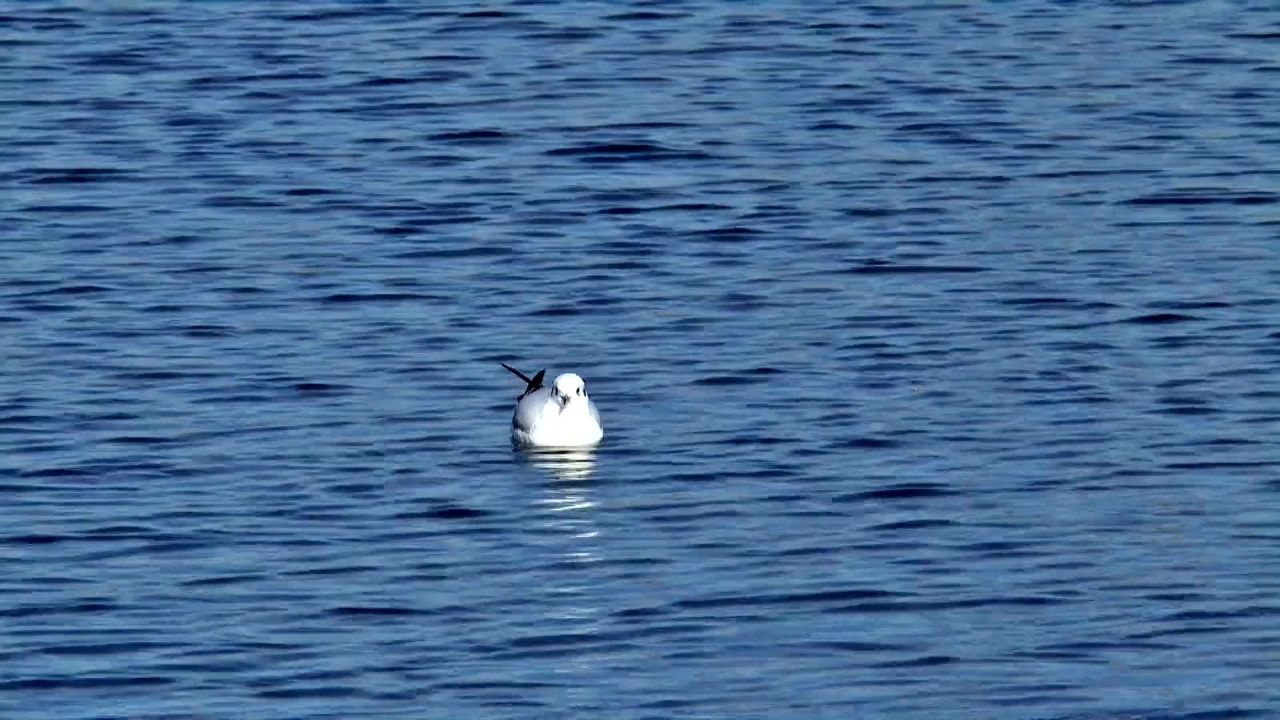 海鸥湖鸟水