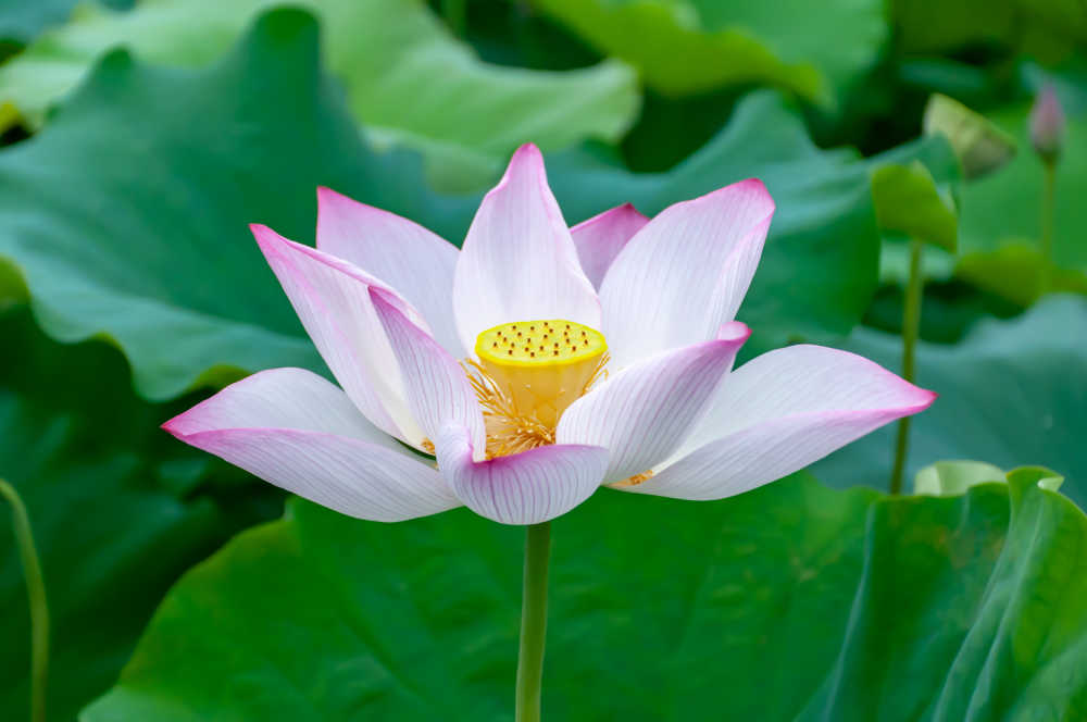 雨后荷花
