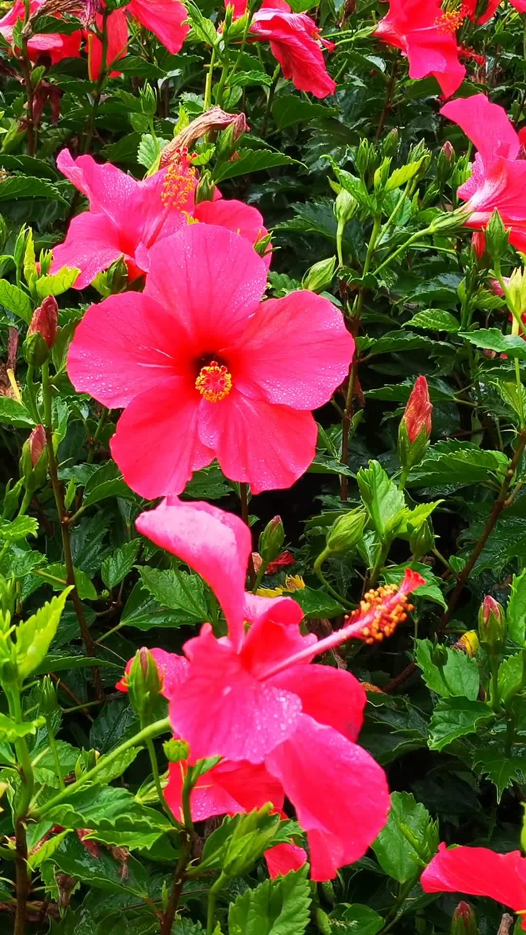 雨后盛开的红花