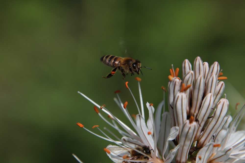 蜜蜂昆虫光空气